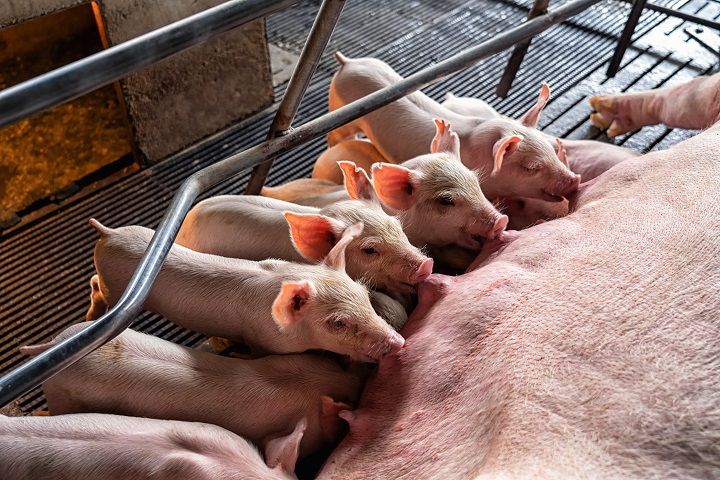 Investimento em "maternidade suína" otimiza bem-estar animal na indústria suinocultora