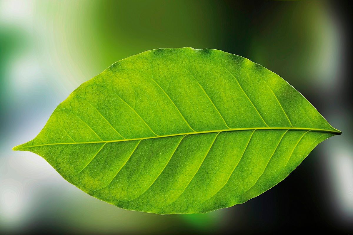 Valmet é reconhecida no ranking CDP